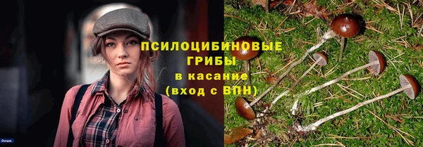 прущие грибы Няндома