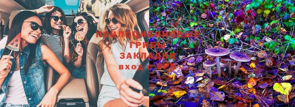 прущие грибы Няндома